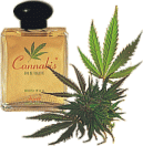 cannabis_50_ml_extract