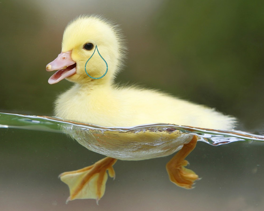 little-yellow-duck-swimming-water_120406a.jpg